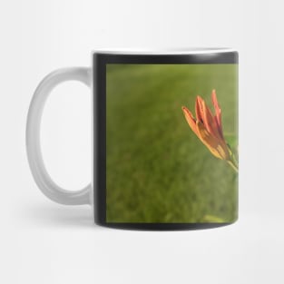 Day Lily Opening Mug